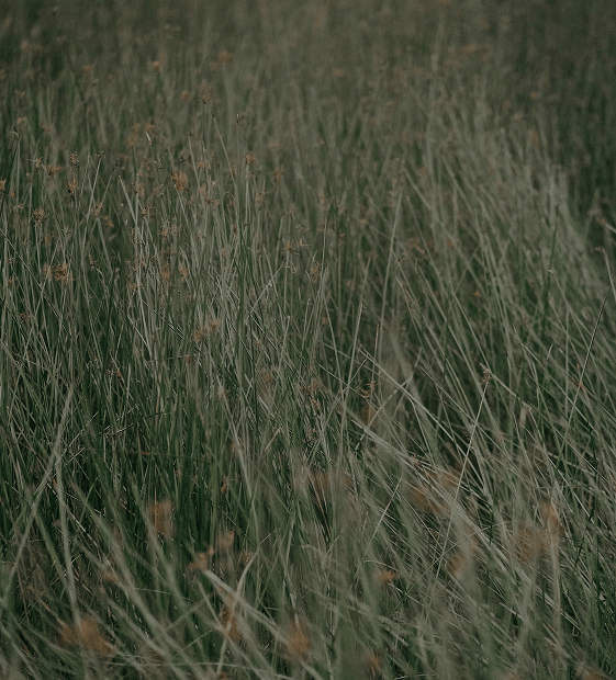 app bg